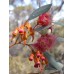 Eucalyptus torquata Coral Gum 1 Plants Native Trees Pink Flowering Coolgardie Eucalyptus torquata Coral Gum 1 Plants Native Trees Pink Flowering Coolgardie